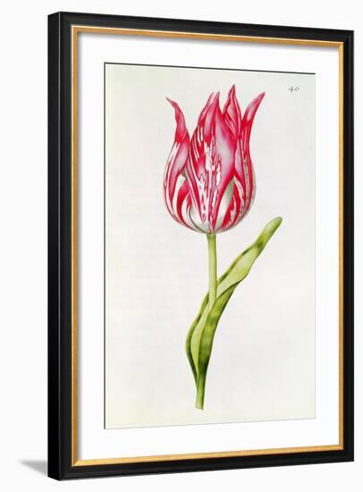 Tulip, from 'La Guirlande De Julie', C.1642-Nicolas Robert-Framed Giclee Print