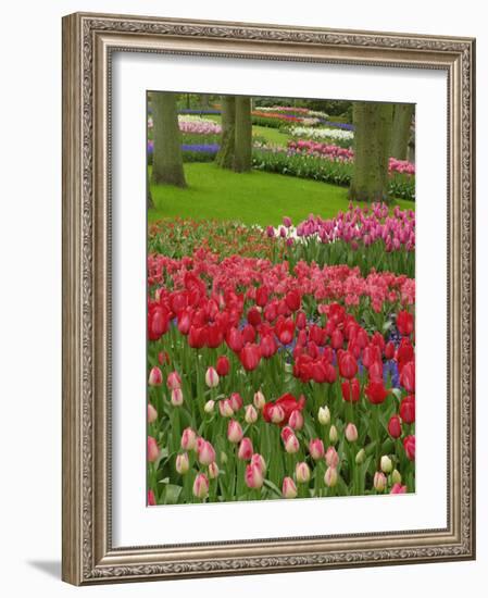 Tulip Garden, Keukenhof Gardens, Lisse, Netherlands, Holland-Adam Jones-Framed Photographic Print