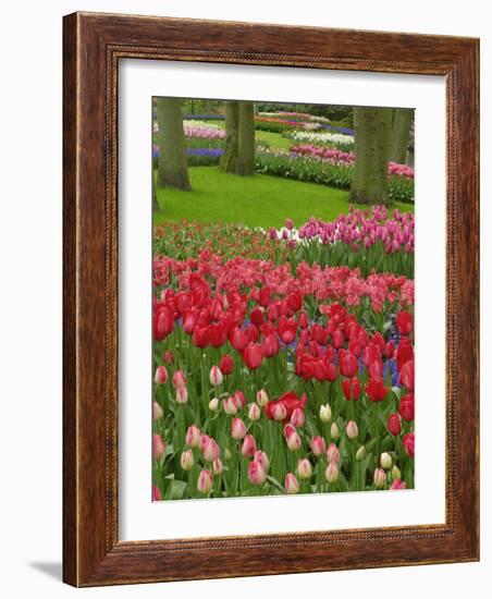 Tulip Garden, Keukenhof Gardens, Lisse, Netherlands, Holland-Adam Jones-Framed Photographic Print