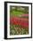 Tulip Garden, Keukenhof Gardens, Lisse, Netherlands, Holland-Adam Jones-Framed Photographic Print