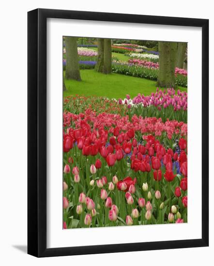 Tulip Garden, Keukenhof Gardens, Lisse, Netherlands, Holland-Adam Jones-Framed Photographic Print