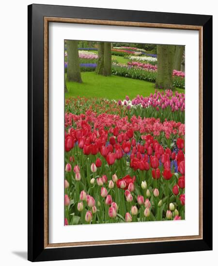 Tulip Garden, Keukenhof Gardens, Lisse, Netherlands, Holland-Adam Jones-Framed Photographic Print