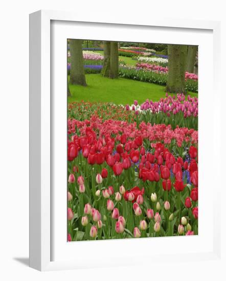 Tulip Garden, Keukenhof Gardens, Lisse, Netherlands, Holland-Adam Jones-Framed Photographic Print