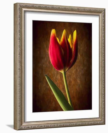 Tulip Glow-George Oze-Framed Photographic Print