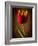 Tulip Glow-George Oze-Framed Photographic Print