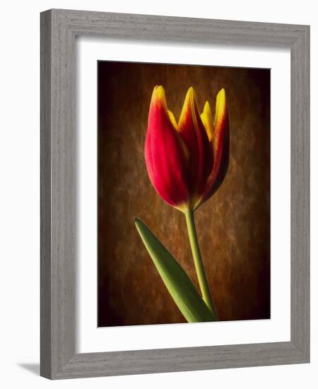 Tulip Glow-George Oze-Framed Photographic Print