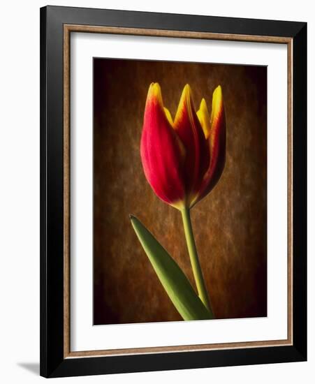 Tulip Glow-George Oze-Framed Photographic Print