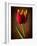 Tulip Glow-George Oze-Framed Photographic Print