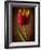 Tulip Glow-George Oze-Framed Photographic Print