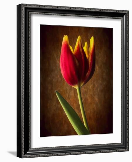 Tulip Glow-George Oze-Framed Photographic Print