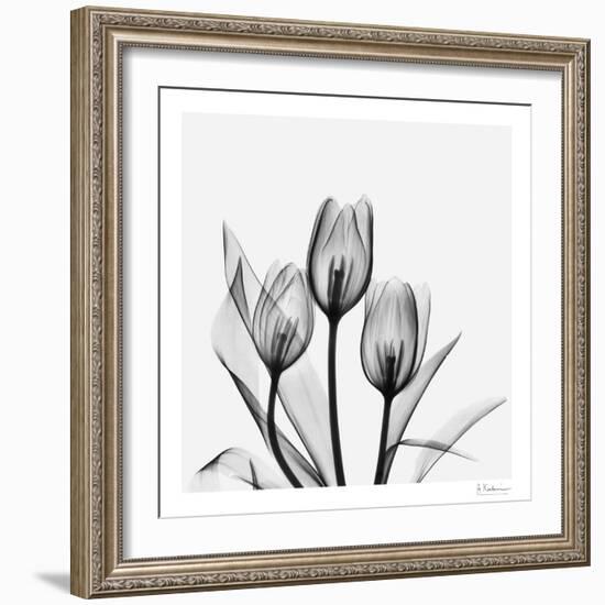 Tulip Gray 2-Albert Koetsier-Framed Art Print