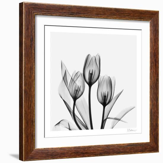 Tulip Gray 2-Albert Koetsier-Framed Art Print