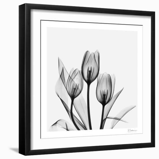 Tulip Gray 2-Albert Koetsier-Framed Art Print