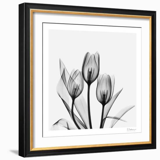 Tulip Gray 2-Albert Koetsier-Framed Art Print