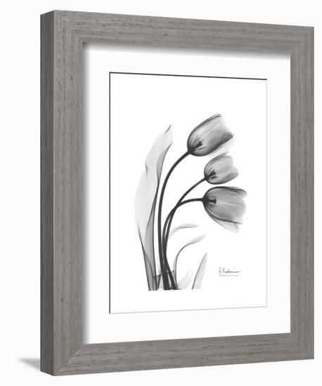 Tulip Gray-Albert Koetsier-Framed Art Print