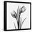 Tulip Greys 2-Albert Koetsier-Framed Stretched Canvas