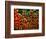 Tulip Harvest-Owen Franken-Framed Photographic Print