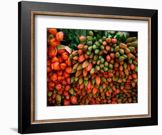 Tulip Harvest-Owen Franken-Framed Photographic Print