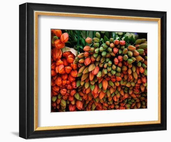 Tulip Harvest-Owen Franken-Framed Photographic Print