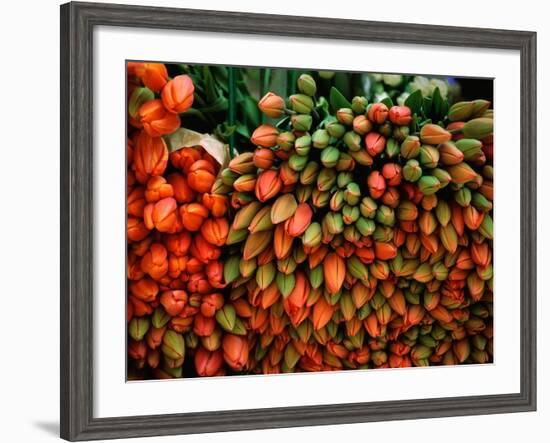 Tulip Harvest-Owen Franken-Framed Photographic Print