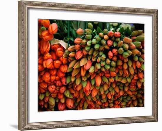 Tulip Harvest-Owen Franken-Framed Photographic Print