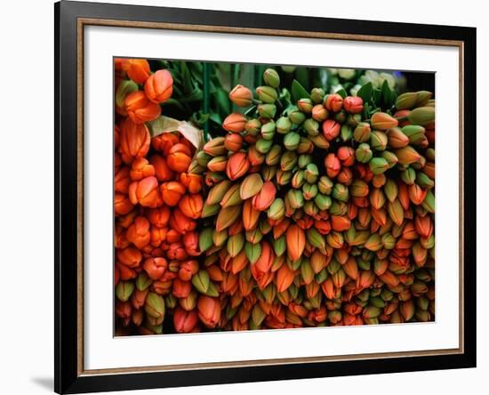 Tulip Harvest-Owen Franken-Framed Photographic Print