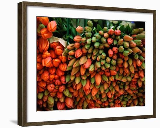 Tulip Harvest-Owen Franken-Framed Photographic Print