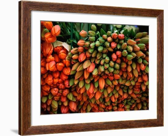 Tulip Harvest-Owen Franken-Framed Photographic Print