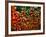 Tulip Harvest-Owen Franken-Framed Photographic Print