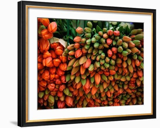 Tulip Harvest-Owen Franken-Framed Photographic Print