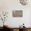 Tulip Homestead-Dana Styber-Photographic Print displayed on a wall
