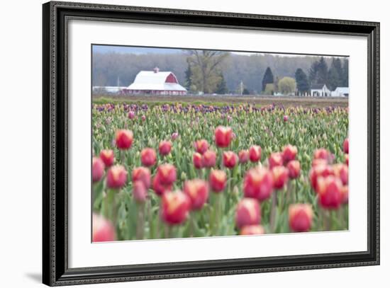 Tulip Homestead-Dana Styber-Framed Photographic Print