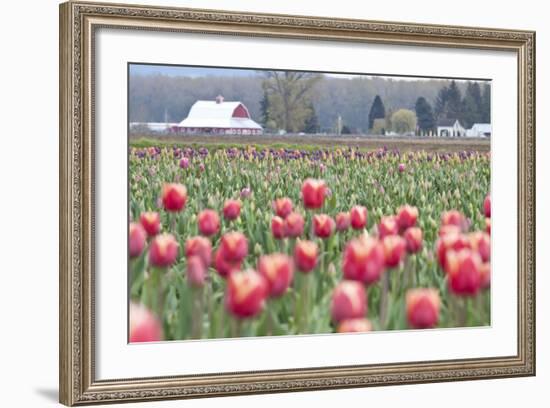 Tulip Homestead-Dana Styber-Framed Photographic Print