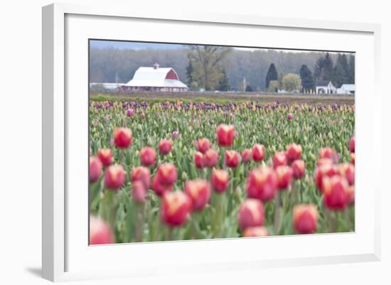 Tulip Homestead-Dana Styber-Framed Photographic Print