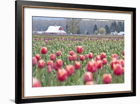 Tulip Homestead-Dana Styber-Framed Photographic Print