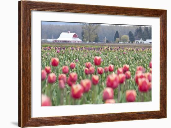 Tulip Homestead-Dana Styber-Framed Photographic Print