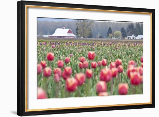 Tulip Homestead-Dana Styber-Framed Photographic Print