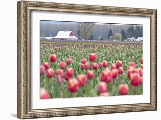 Tulip Homestead-Dana Styber-Framed Photographic Print