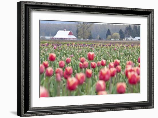 Tulip Homestead-Dana Styber-Framed Photographic Print