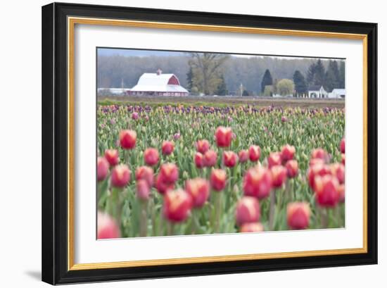 Tulip Homestead-Dana Styber-Framed Photographic Print