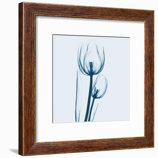 Tulip in Blue-Albert Koetsier-Framed Art Print