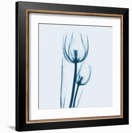 Tulip in Blue-Albert Koetsier-Framed Art Print