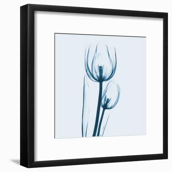 Tulip in Blue-Albert Koetsier-Framed Art Print