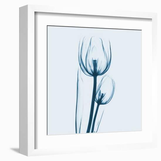 Tulip in Blue-Albert Koetsier-Framed Art Print