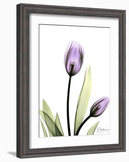 Tulip in Full Bloom-Albert Koetsier-Framed Art Print