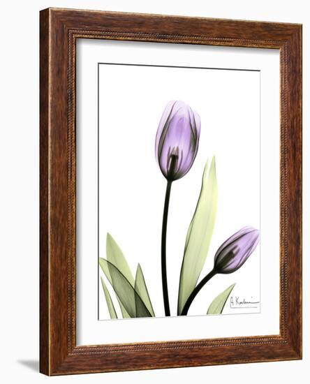 Tulip in Full Bloom-Albert Koetsier-Framed Art Print