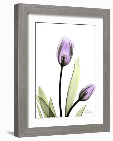 Tulip in Full Bloom-Albert Koetsier-Framed Art Print