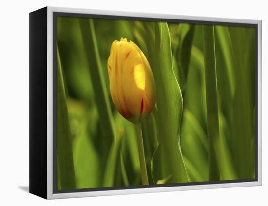 Tulip in Grass-null-Framed Premier Image Canvas