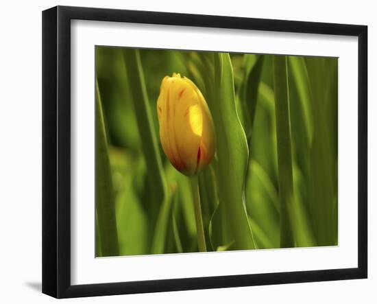 Tulip in Grass-null-Framed Photographic Print