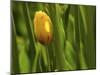 Tulip in Grass-null-Mounted Photographic Print